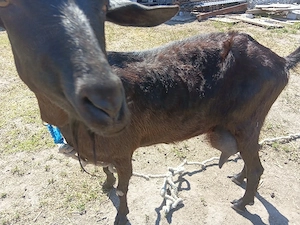 Capra albină  franceză de vânzare 