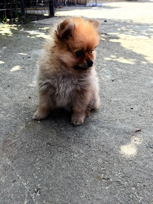Femele pomeranian mini toy - imagine 2