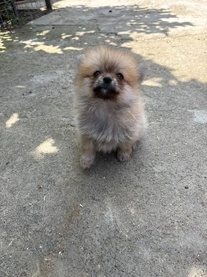 Femele pomeranian mini toy