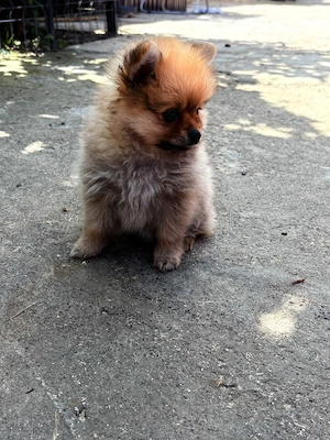 Femele Pomeranian mini toy - imagine 2