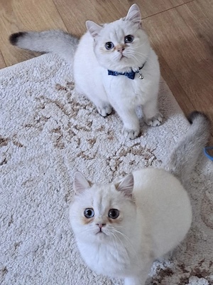 British-shorthair Ns11 culoare foarte rara.  - imagine 4