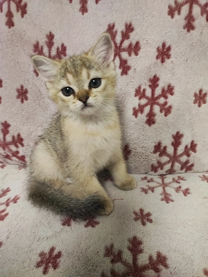 British shorthair , părinți cu pedigree  - imagine 4