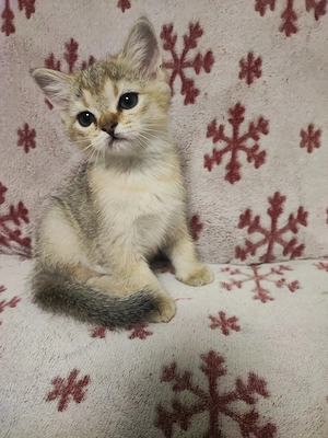 British shorthair 