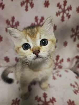 British shorthair , părinți cu pedigree  - imagine 3