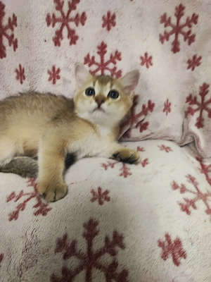 British shorthair , părinți cu pedigree  - imagine 5
