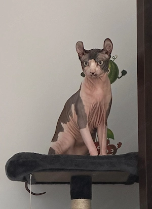 Sphinx un an și două luni 