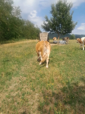 vaca de vanzare - imagine 5