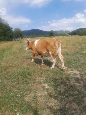 vaca de vanzare - imagine 2