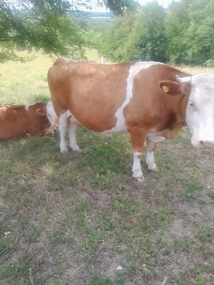 vaca de vanzare - imagine 3