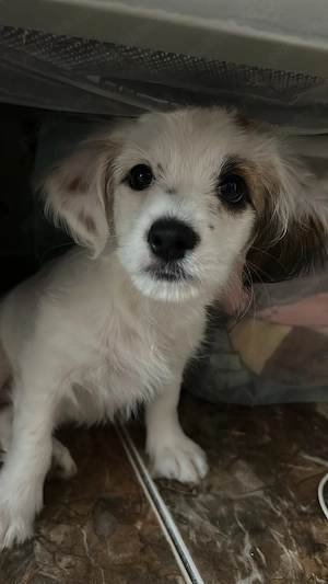 Bichon maltez - imagine 4