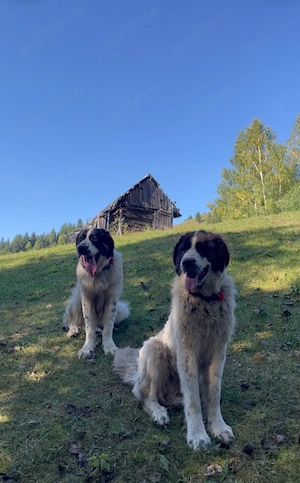 Vând femelă Ciobănesc de Bucovina  - imagine 2