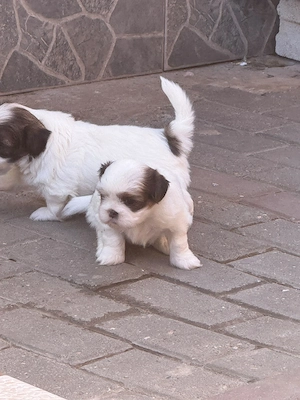 Vând puiuți shih-tzu - imagine 3