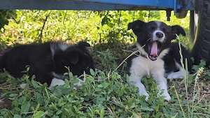 Pui femelă Border Collie - imagine 2