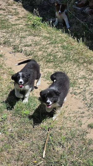 Pui femelă Border Collie