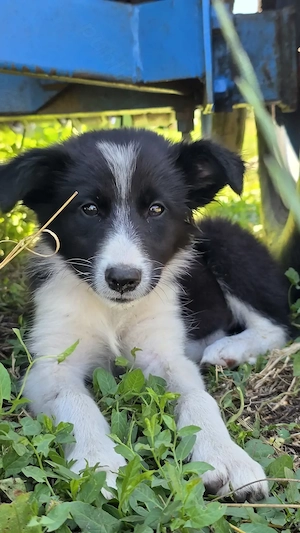 Pui femelă Border Collie - imagine 4