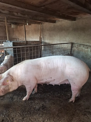Vând scroafă tânără pentru sacrificat