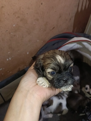 Vând căței Shishtzu - imagine 2