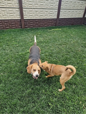 vand caini Beagle si metis  - imagine 2
