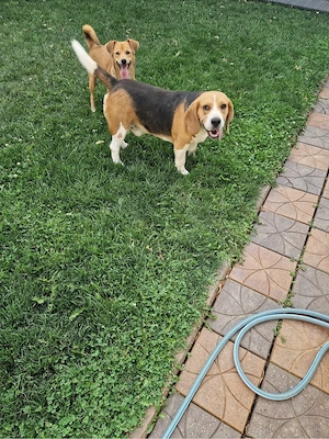 vand caini Beagle si metis  - imagine 3