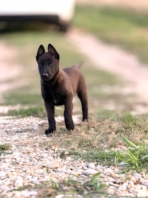 Malinois de Vanzare  - imagine 4