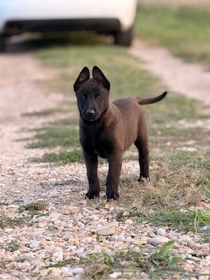 Malinois de Vanzare  - imagine 2