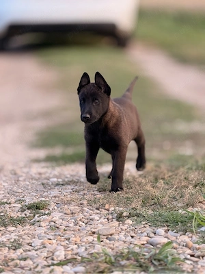 Malinois de Vanzare  - imagine 5