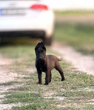 Malinois de Vanzare  - imagine 3
