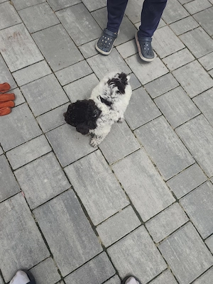 Lagotto romagnol - imagine 2