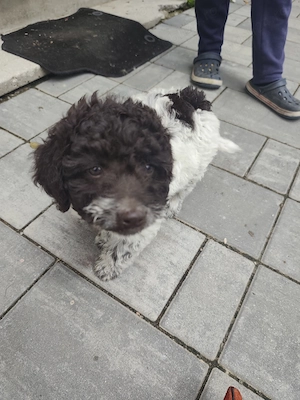 Lagotto romagnol - imagine 3