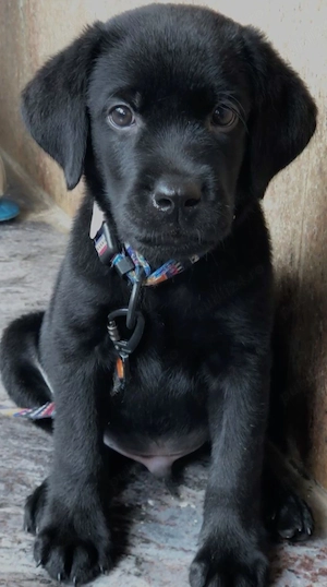 Labrador negru  - imagine 3