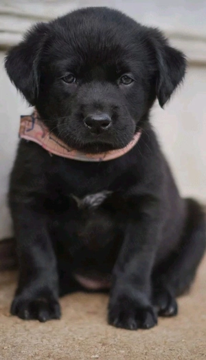 Labrador negru 