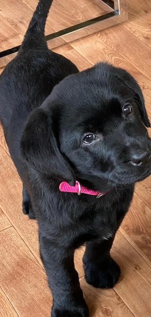 Labrador negru  - imagine 4