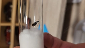 Regină de furnică lasius niger - imagine 3