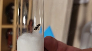 Regină de furnică lasius niger - imagine 2