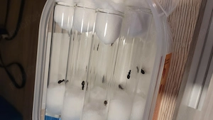 Regină de furnică lasius niger