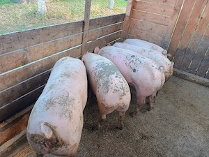 Vând 2 porci, la alegere.  - imagine 2
