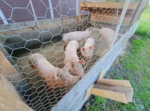 Vând 2 porci, la alegere. 