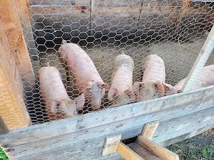 Vând 2 porci, la alegere.  - imagine 3