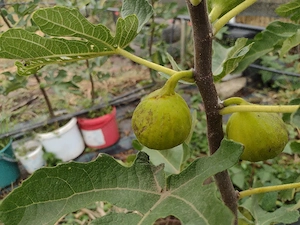 Vând smochini cu fructe - 80 cm înălțime 