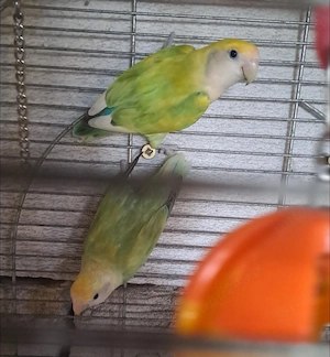 Vând o pereche  de agapornis 