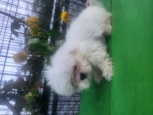 Shihtzu miny toy