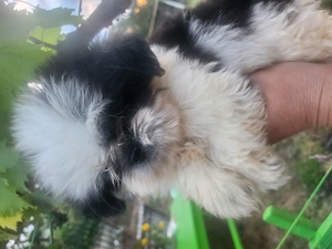 Shihtzu miny toy - imagine 2