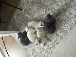 Motănel scottish fold gata să își găsească o familie iubitoare!