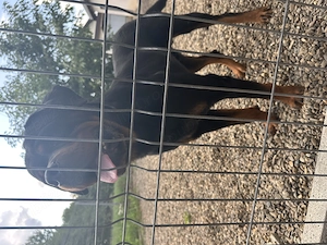Donez Rottweiler cu pedigree - imagine 3