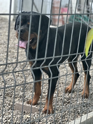 Donez Rottweiler cu pedigree - imagine 4