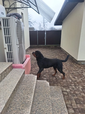 Donez Rottweiler cu pedigree - imagine 5