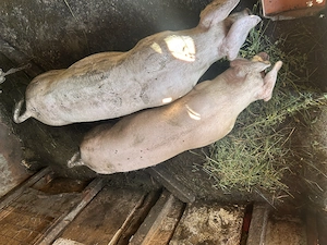 Porci Landrace de vânzare  - imagine 2