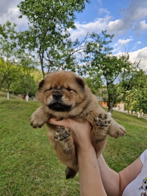 Chow Chow cauta casuta nouâ