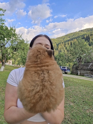 Chow Chow cauta casuta nouâ - imagine 2