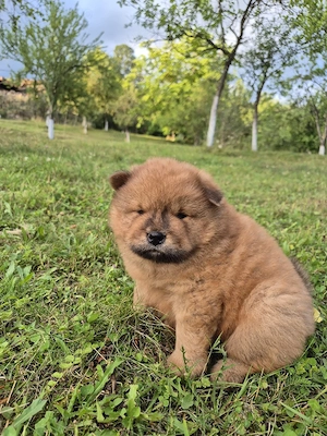 Chow Chow cauta casuta nouâ - imagine 4
